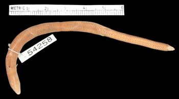 Media type: image;   Herpetology R-54258 Aspect: ventral
